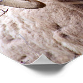 Rocky Mountain Bighorn Sheep ポスター (角)