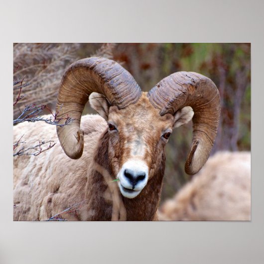 Rocky Mountain Bighorn Sheep ポスター (正面)
