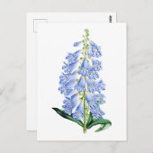 Rocky Mountain Blue Vintage Botanical Postcard ポストカード (正面/裏面)