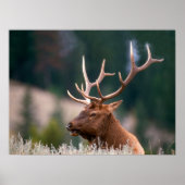Rocky Mountain Elk Yellowstone National Park ポスター (正面)