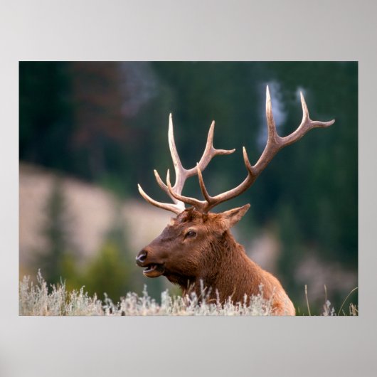 Rocky Mountain Elk Yellowstone National Park ポスター (正面)