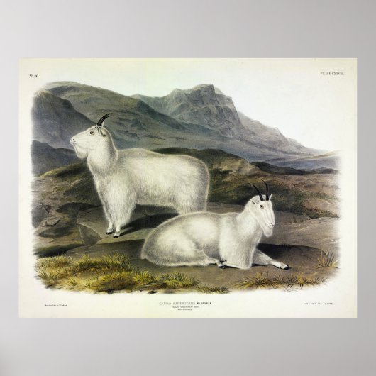 Rocky Mountain Goat (Capra Americana by Audubon ポスター (正面)