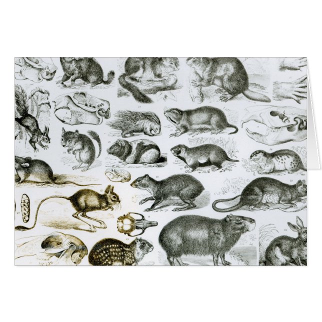 Rodentia齧歯動物かかじる動物 (正面横)