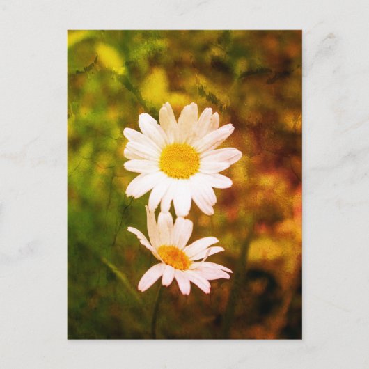 Romantic Flowers – Botanical Daisy Сouple ポストカード (正面)