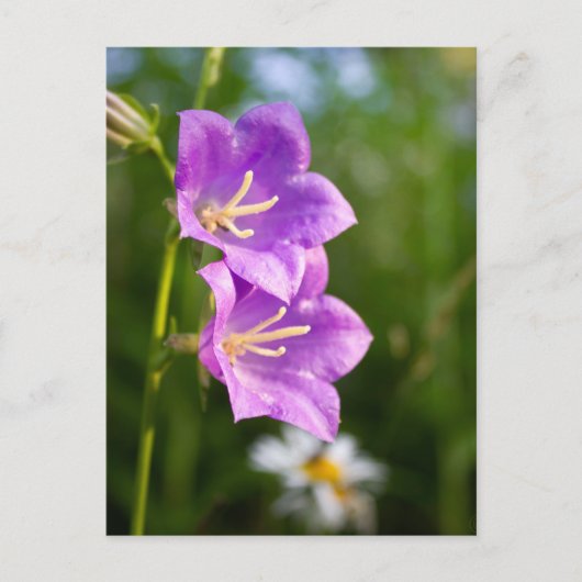 Romantic Flowers – Botanical Fantasy Boho ポストカード (正面)