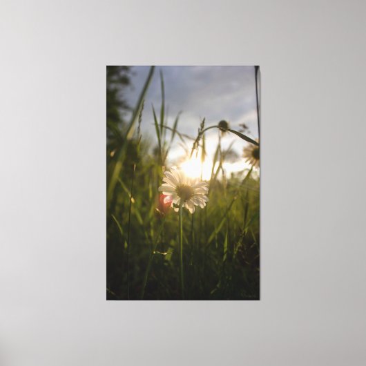 Romantic Flowers – Botanical Fantasy Daisy キャンバスプリント (正面)