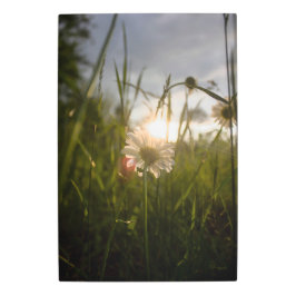 Romantic Flowers – Botanical Fantasy Daisy メタルプリント