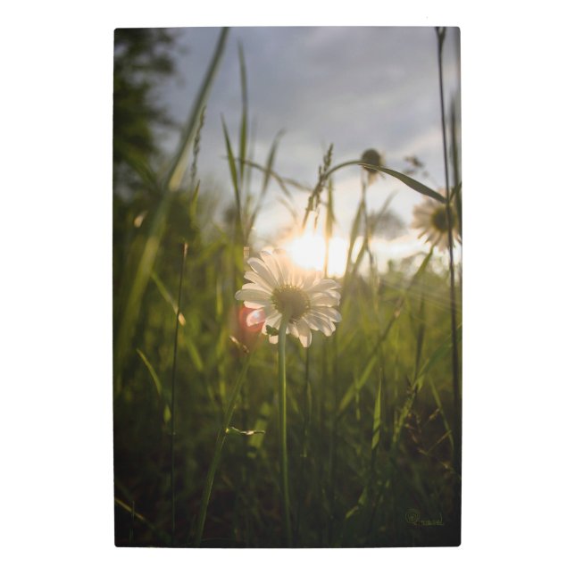 Romantic Flowers – Botanical Fantasy Daisy メタルプリント (正面)