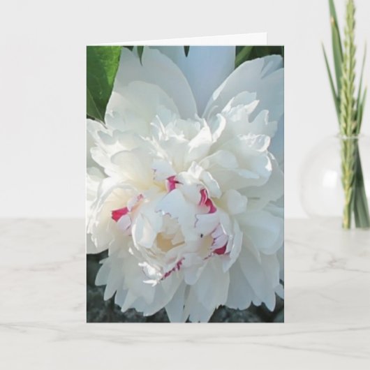 Romantic Peony Greeting and/or Note Card カード (正面)