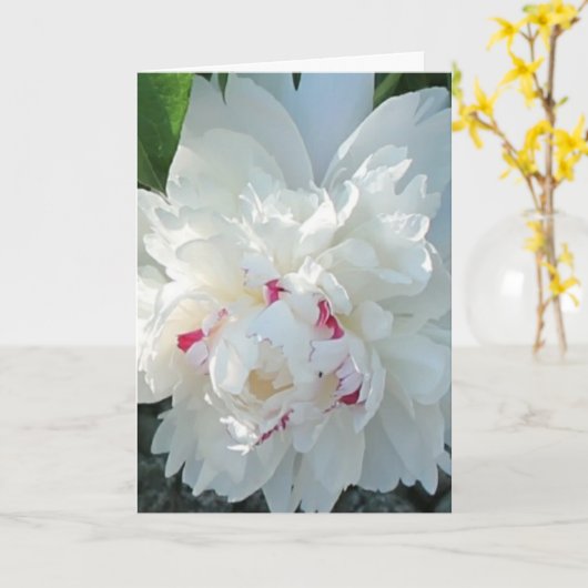 Romantic Peony Greeting and/or Note Card カード (黄色い花)