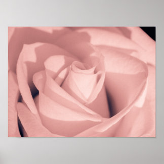 Romantic Pink Rose Flower Archival Art ポスター
