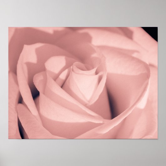 Romantic Pink Rose Flower Archival Art ポスター (正面)