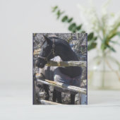 Romeoの写真 ポストカード (スタンド正面)