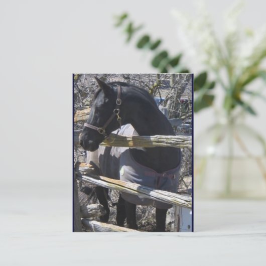 Romeoの写真 ポストカード (スタンド正面)