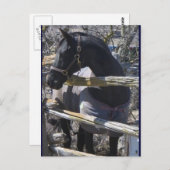 Romeoの写真 ポストカード (正面/裏面)