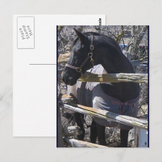 Romeoの写真 ポストカード (正面/裏面)