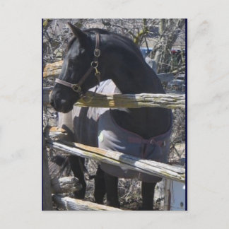 Romeoの写真 ポストカード