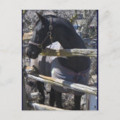 Romeoの写真 ポストカード (正面)