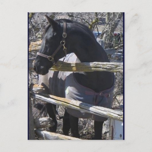 Romeoの写真 ポストカード (正面)