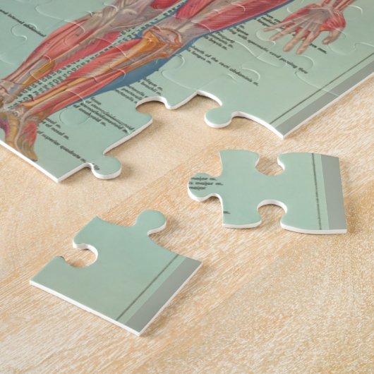 Rompecabezas - Anatomía ジグソーパズル (側面)
