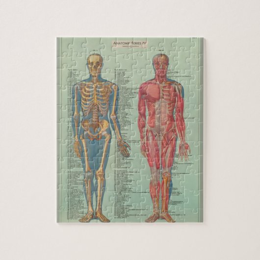 Rompecabezas - Anatomía ジグソーパズル (縦)