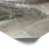 Roo Bob ポスター (角)