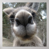 Roo Bob ポスター (正面)