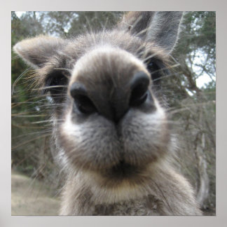 Roo Bob ポスター