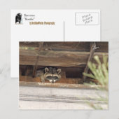 Roofie Racoonはがき ポストカード (正面/裏面)