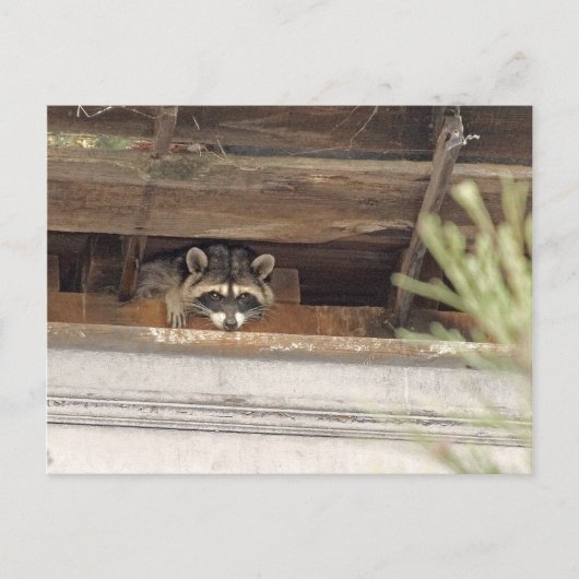 Roofie Racoonはがき ポストカード (正面)