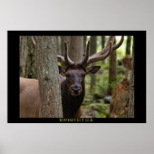 Roosevelt Elk ポスター (正面)