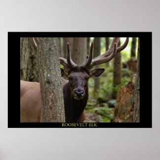 Roosevelt Elk ポスター