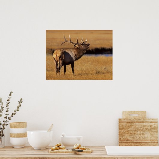 Roosevelt Eull Elk Wyoming ポスター (キッチン)