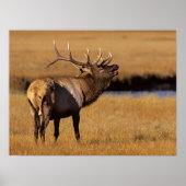 Roosevelt Eull Elk Wyoming ポスター (正面)
