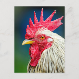 Roosterクローズアップ写真 ポストカード
