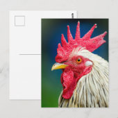 Roosterクローズアップ写真 ポストカード (正面/裏面)