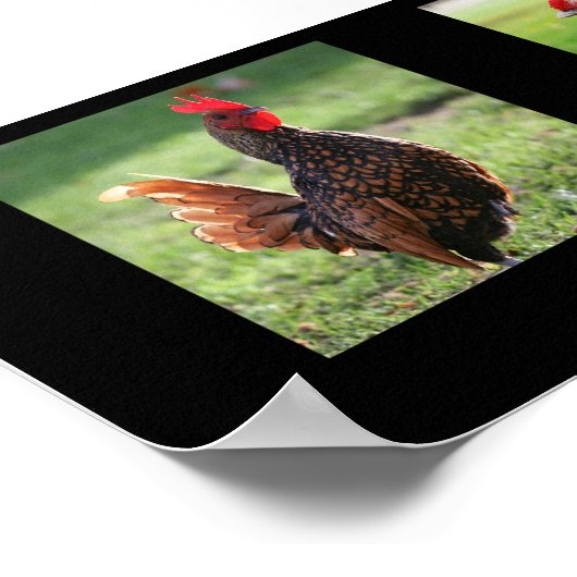 「Rooster Collection」ブラック ポスター (角)