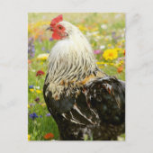 Rooster in a Flower Meadow ポストカード (正面)