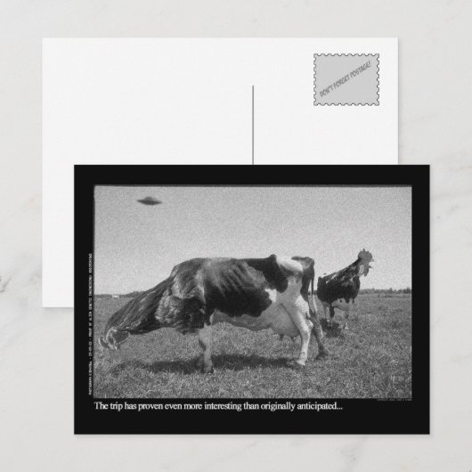 Roostercowsの郵便はがき ポストカード (正面/裏面)