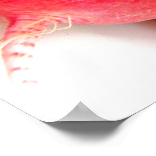 Root Vegetables ポスター (角)