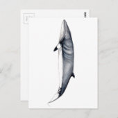 Rorcual aliblanco tarjeta postal, Minke whale card ポストカード (正面/裏面)