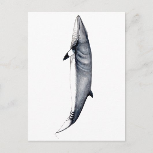 Rorcual aliblanco tarjeta postal, Minke whale card ポストカード (正面)