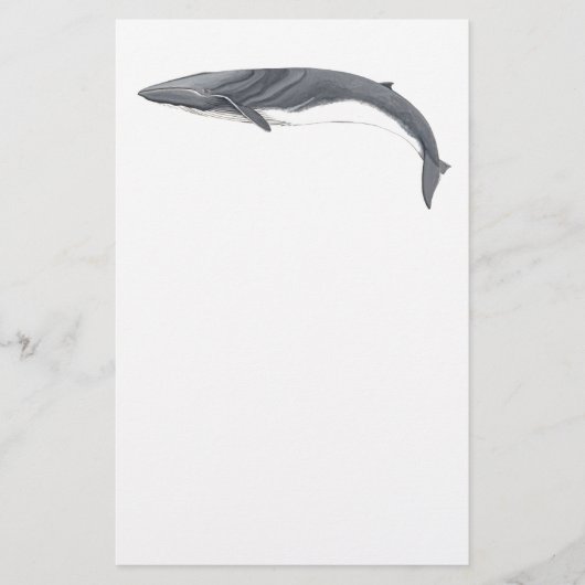 Rorcual comun 便箋 (正面)