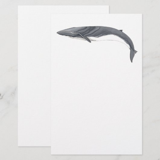 Rorcual comun 便箋 (正面/裏面)