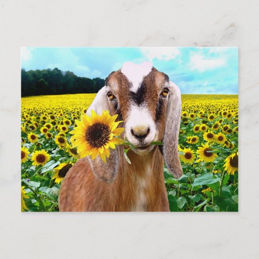 "Rory"の郵便はがき ポストカード (正面)