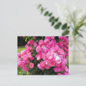 Rosa Angela［Postcard］ ポストカード (スタンド正面)