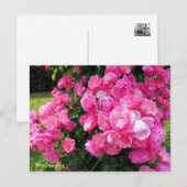 Rosa Angela［Postcard］ ポストカード (正面/裏面)