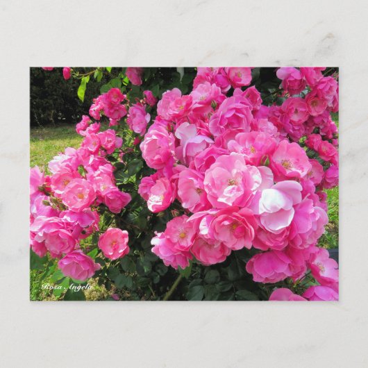 Rosa Angela［Postcard］ ポストカード (正面)