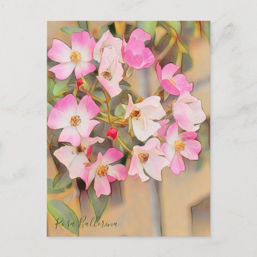 Rosa Ballerina [Postcard] ポストカード (正面)