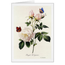 Rosa Bengale - Pierre Joseph Redote.